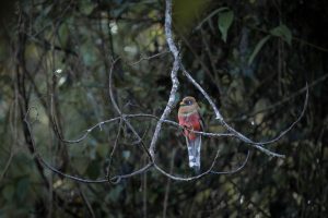Imagen de un pájaro llamado el el trogón acollarado que está sobre una rama de un árbol, relacionada con los créditos de biodiversidad de ISA
